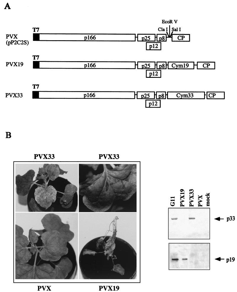 FIG. 7