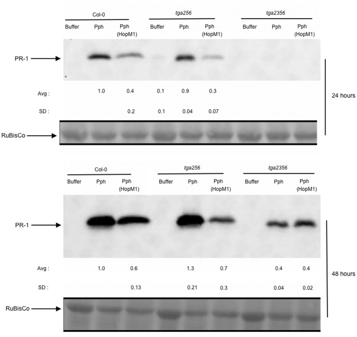 Figure 6