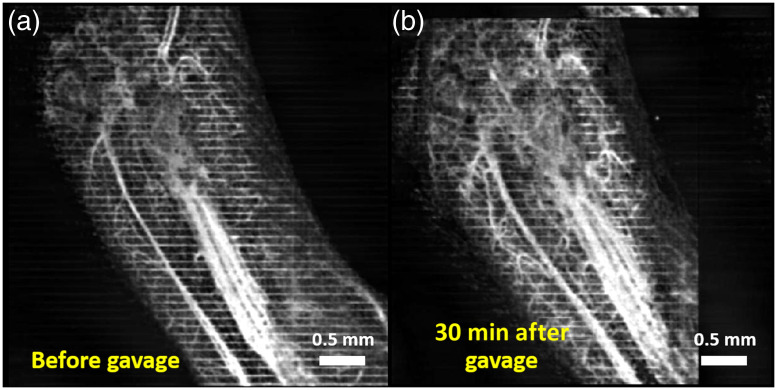 Fig. 8