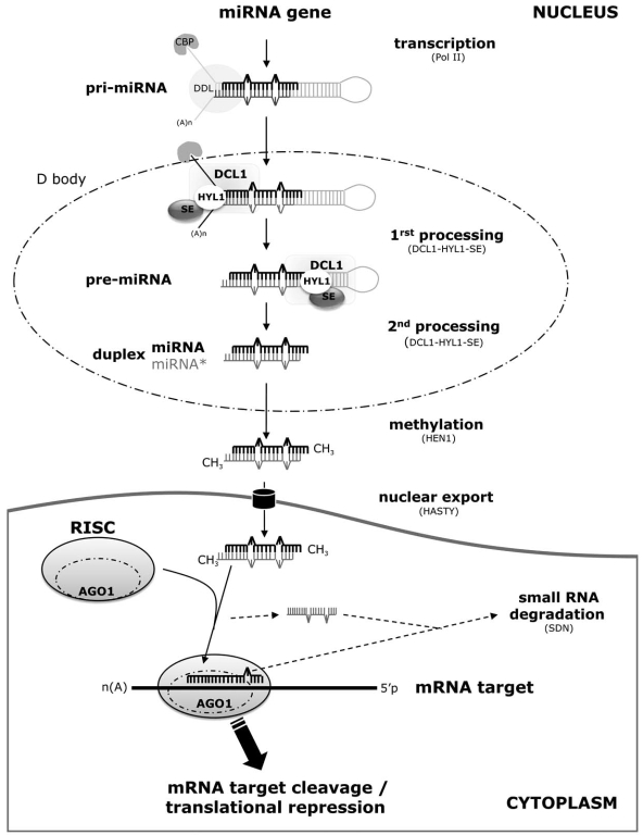 Fig. (1). Schematic representation of the plant miRNA biogenesis pathway.