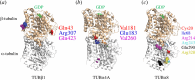 Structural location of the most frequent tubulin mutations associated with platelet disorders mapped onto a tubulin heterodimer