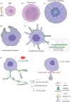 Schematic of microtubule function during in vitro and in vivo platelet formation from megakaryocytes