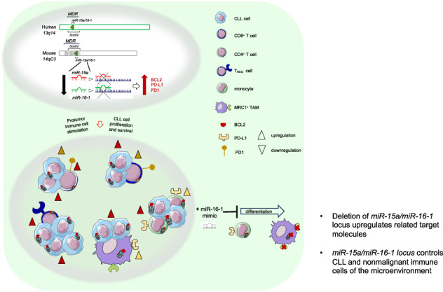 graphic file with name 41408_2024_1142_Figa_HTML.jpg