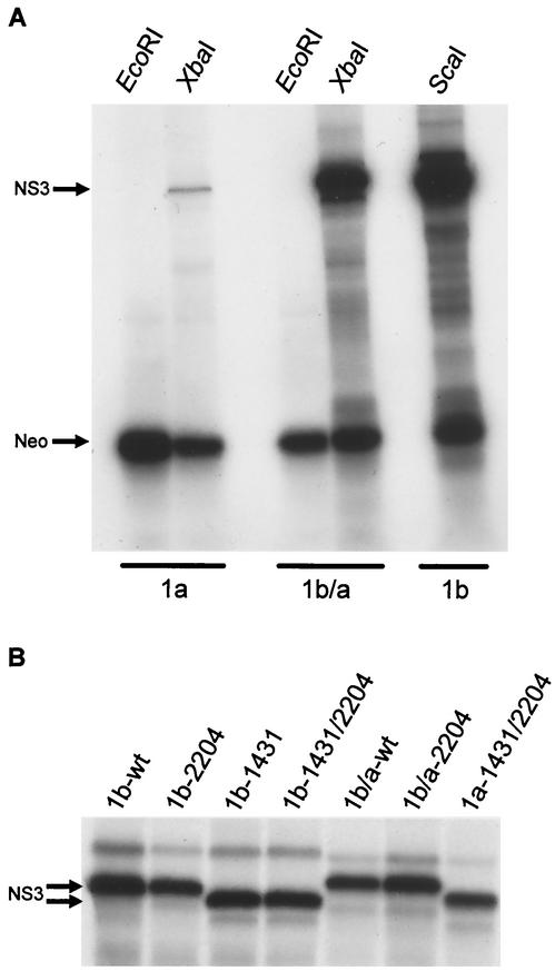 FIG. 2.