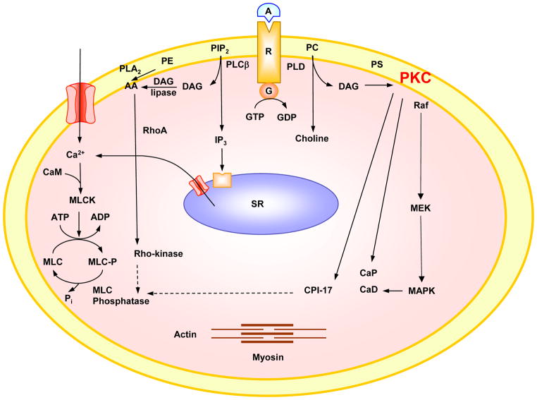 Fig. 1