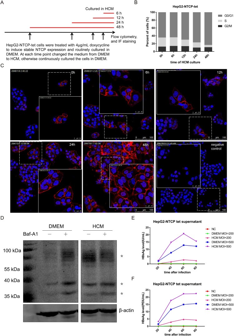 Down-regulation of cell membrane localized NTCP expression in ...