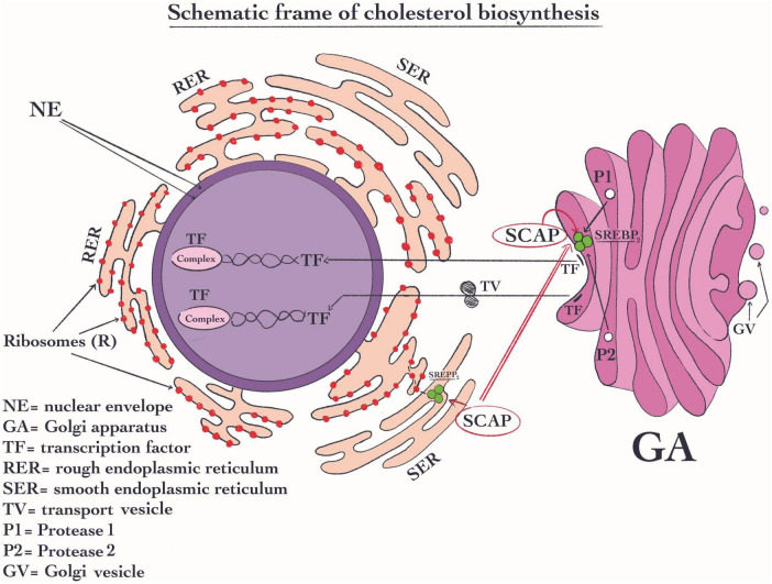 FIGURE 3