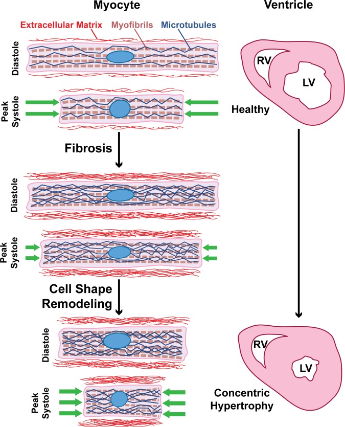 Fig. 8.