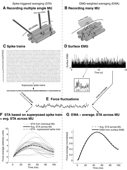 Fig.1.