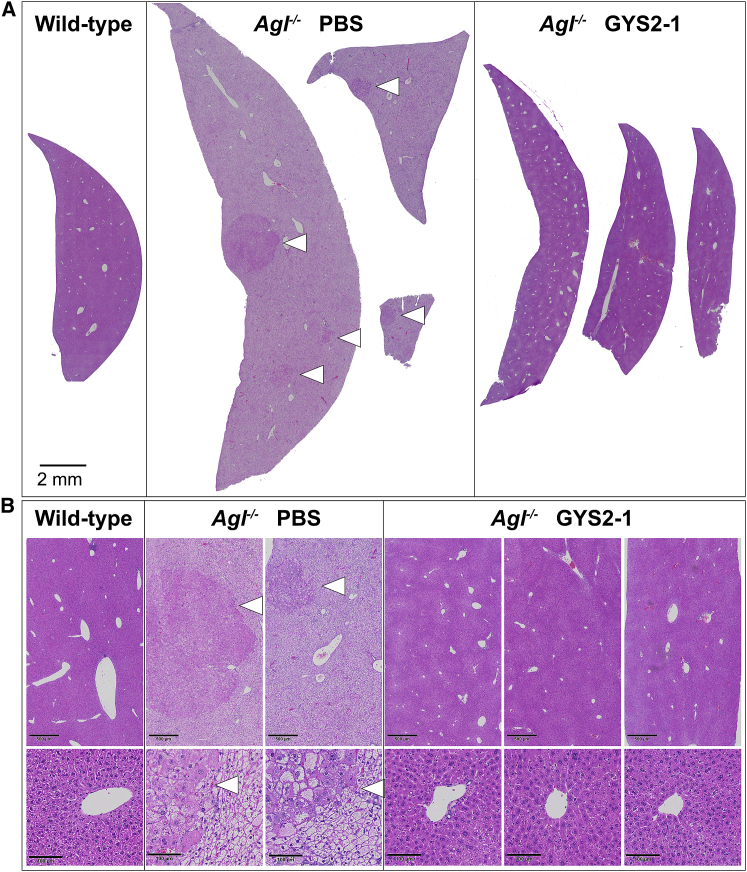 Figure 5