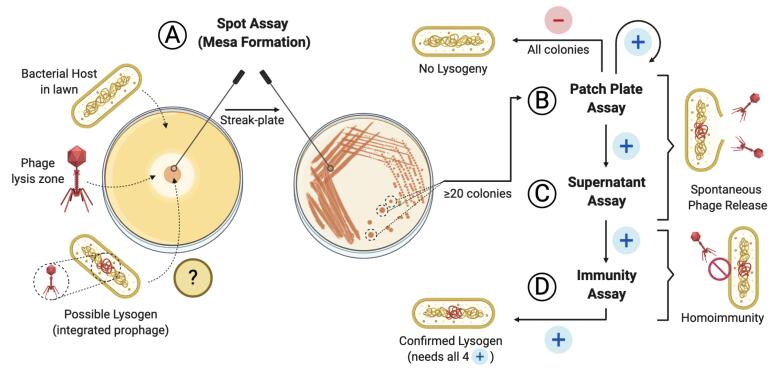 graphic file with name BioProtoc-11-08-3997-ga001.jpg