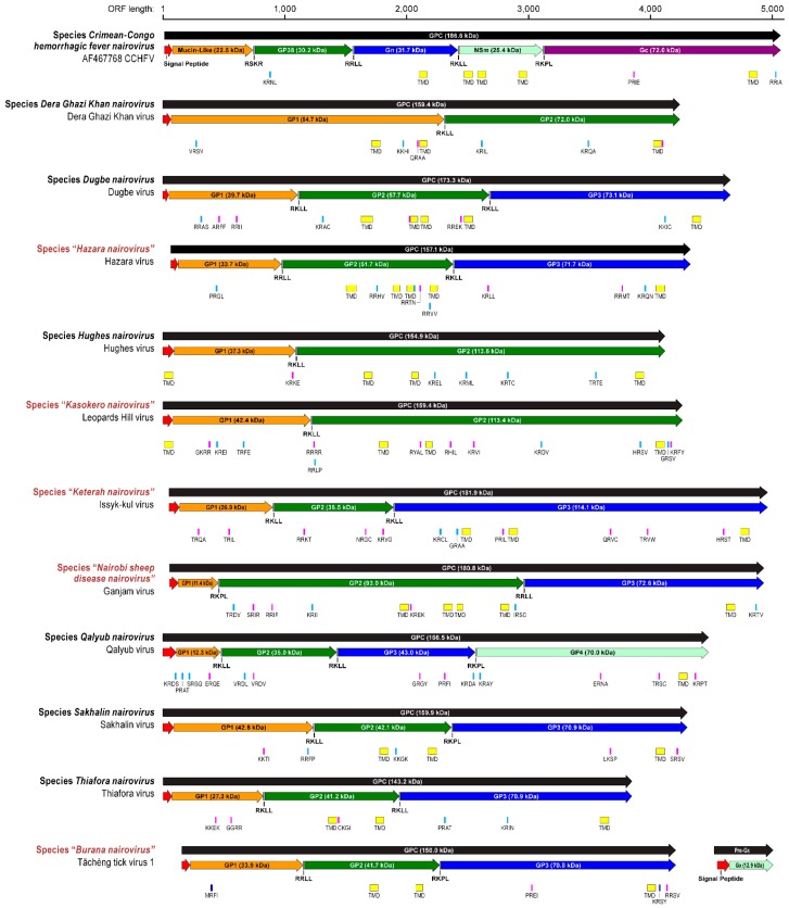 Genomic Characterization of the Genus Nairovirus (Family Bunyaviridae ...