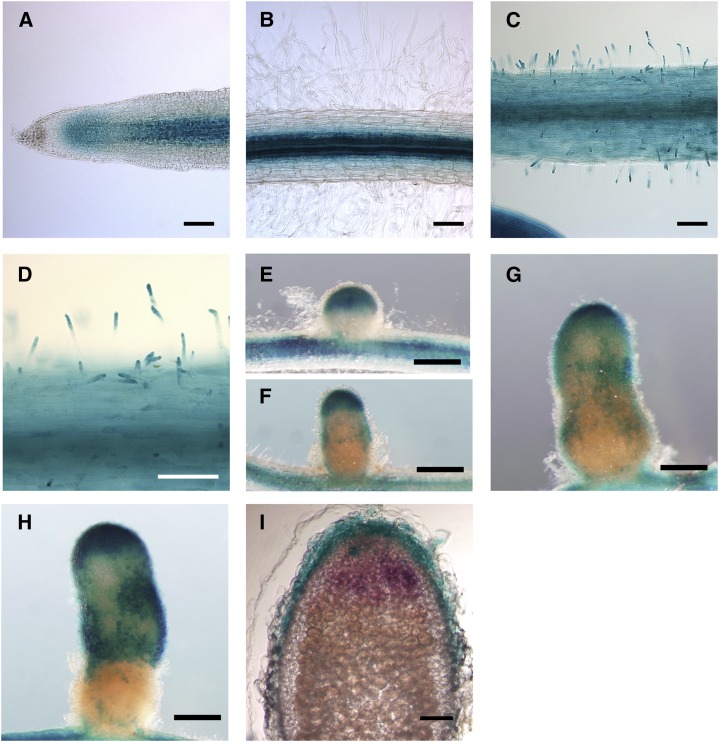 Figure 11.