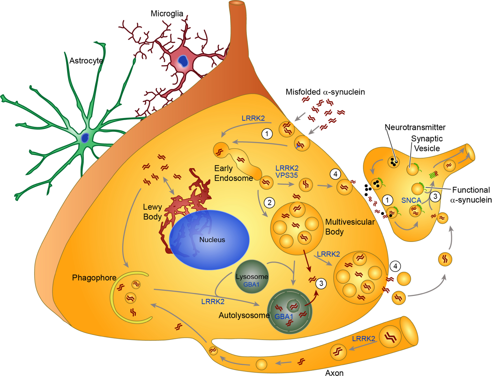 alpha-Synuclein Pathology in Parkinson’s Disease and Related alpha ...