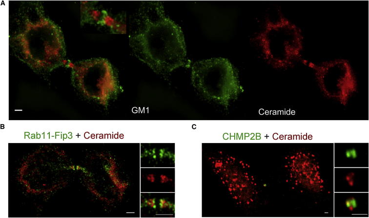 Figure 4