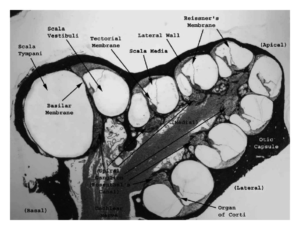 Figure 20