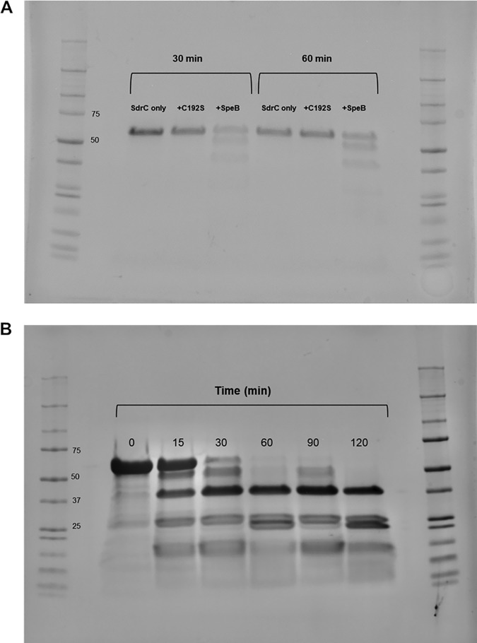 FIG 5