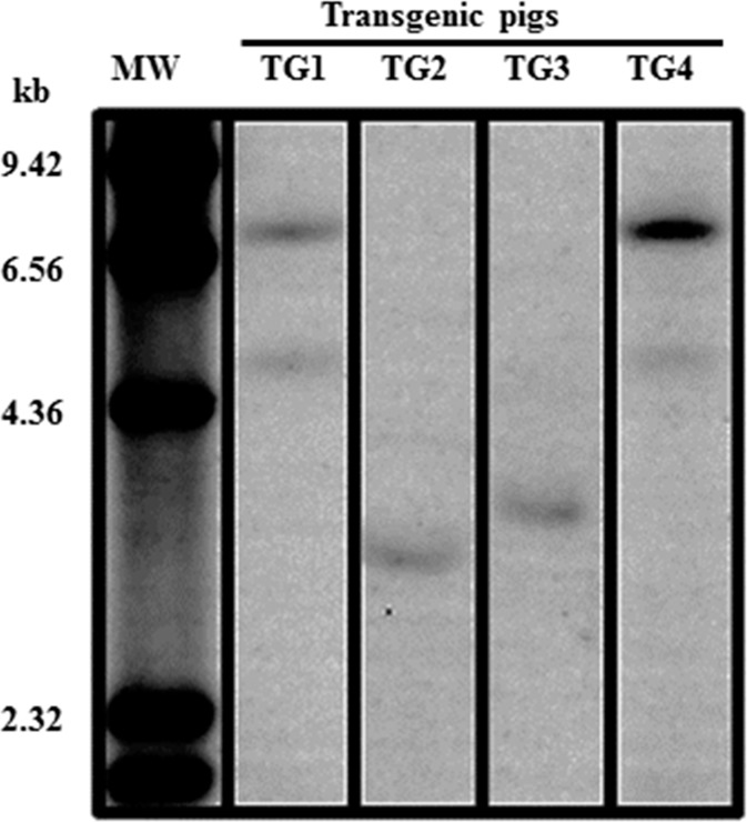 FIG. 8