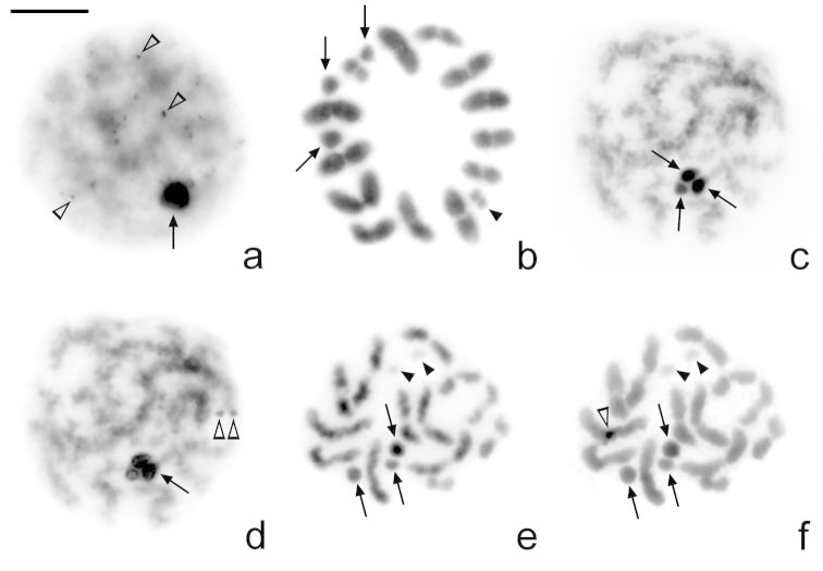 Figure 3a–f.