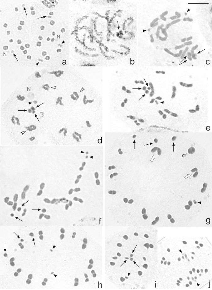 Figure 2a–j.