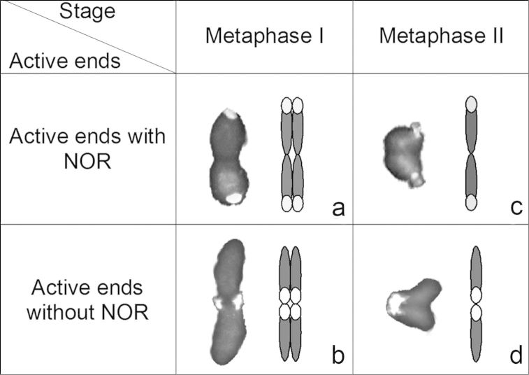 Figure 5a–d.