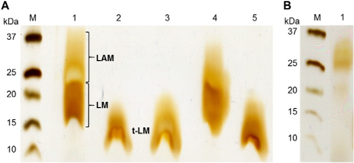 FIGURE 4.