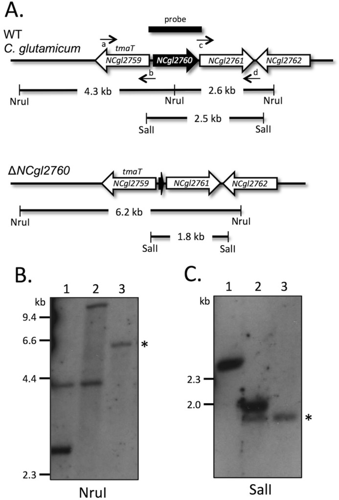 FIGURE 3.