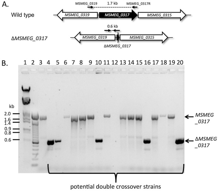 FIGURE 7.