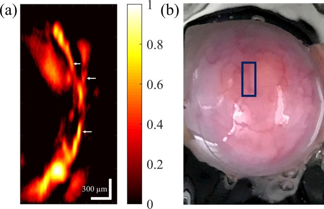 Fig. 8