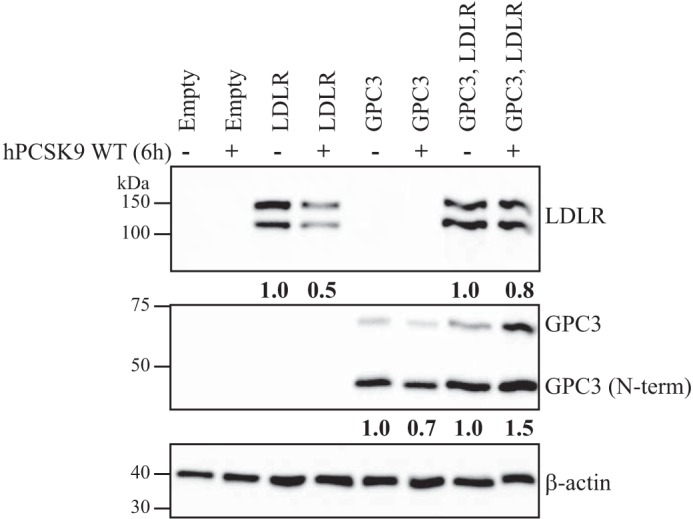 FIGURE 13.