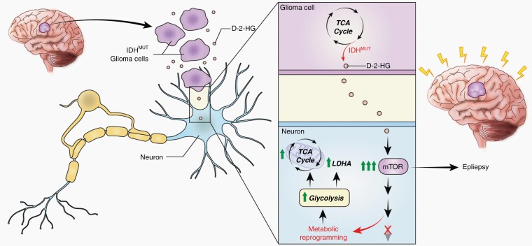 Graphical Abstract