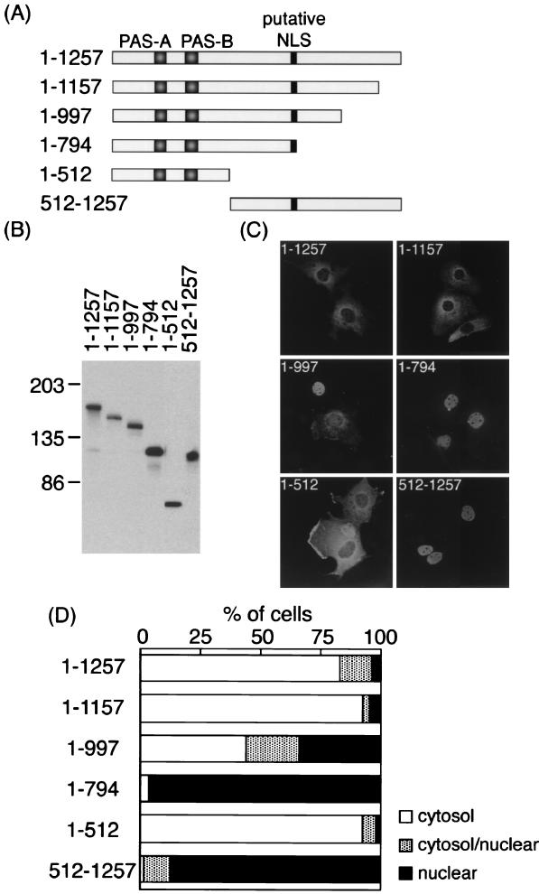 FIG. 1