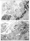 Fig 5