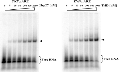 Fig. 11.