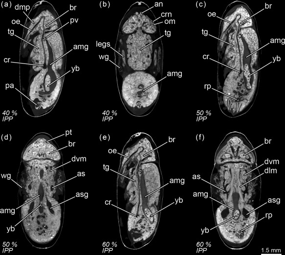 Figure 11