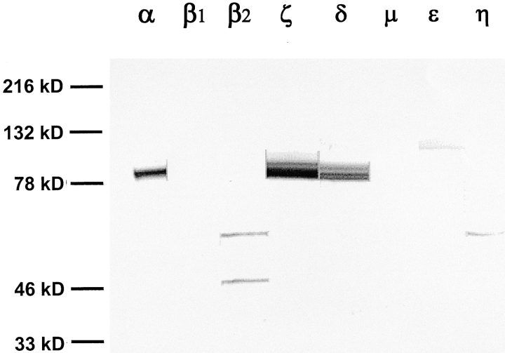 Figure 8. 