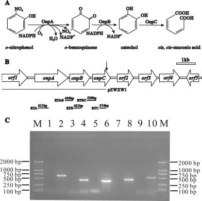 FIG. 1.