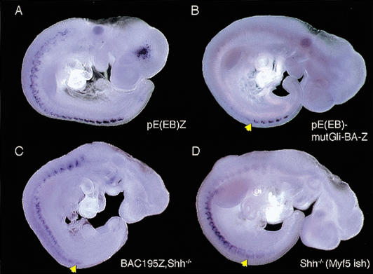 Figure 5.