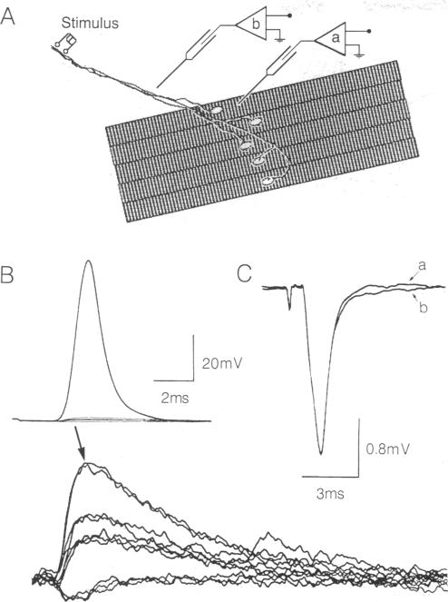 graphic file with name pnas01082-0177-a.jpg