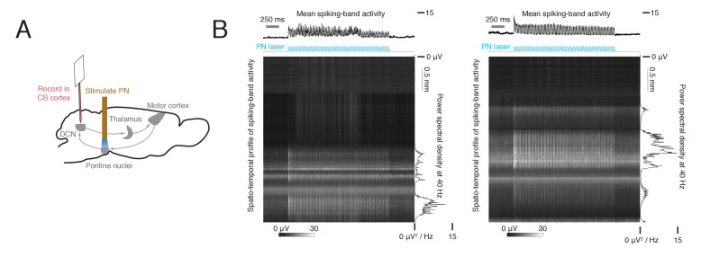 Figure 3—figure supplement 1.