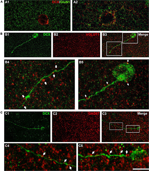 FIGURE 3