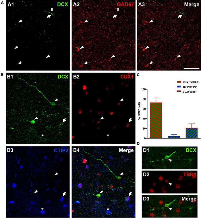 FIGURE 4