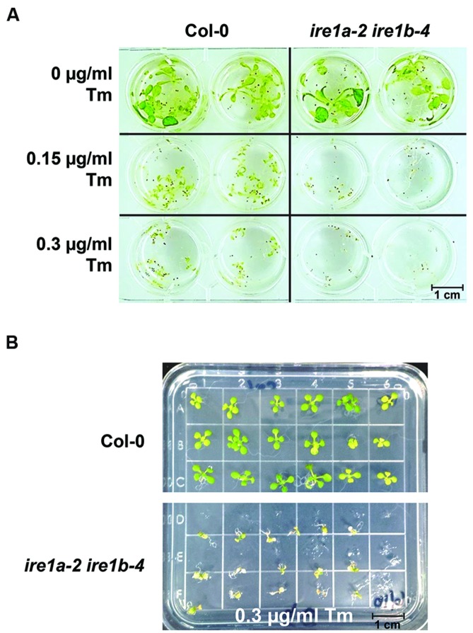 FIGURE 4