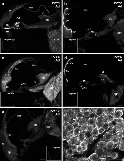 Fig. 6