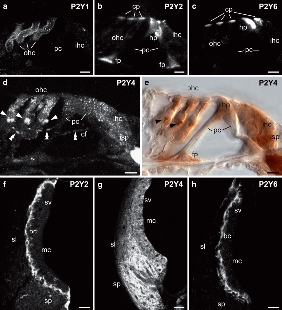 Fig. 7