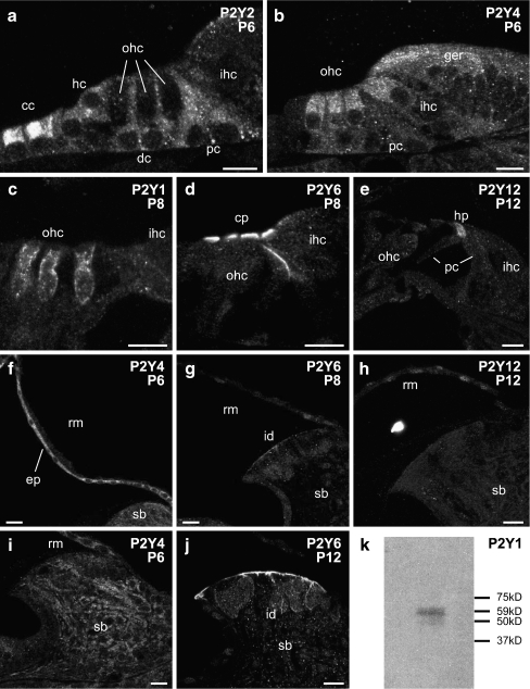 Fig. 4