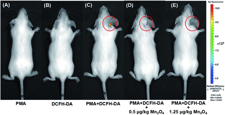 Fig. 6