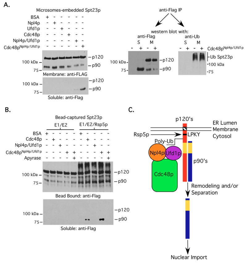 Fig 7