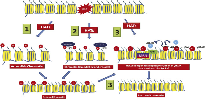 FIGURE 1