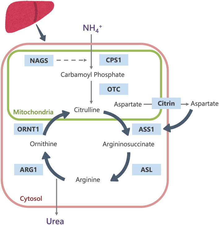 Fig. 1